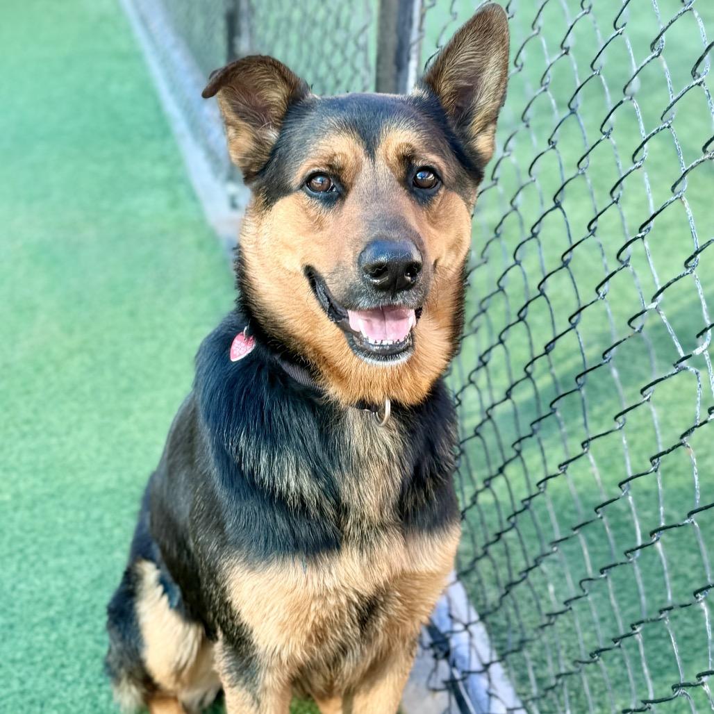 JEROME-A2118570, Adoptable, Adult Male German Shepherd Dog.