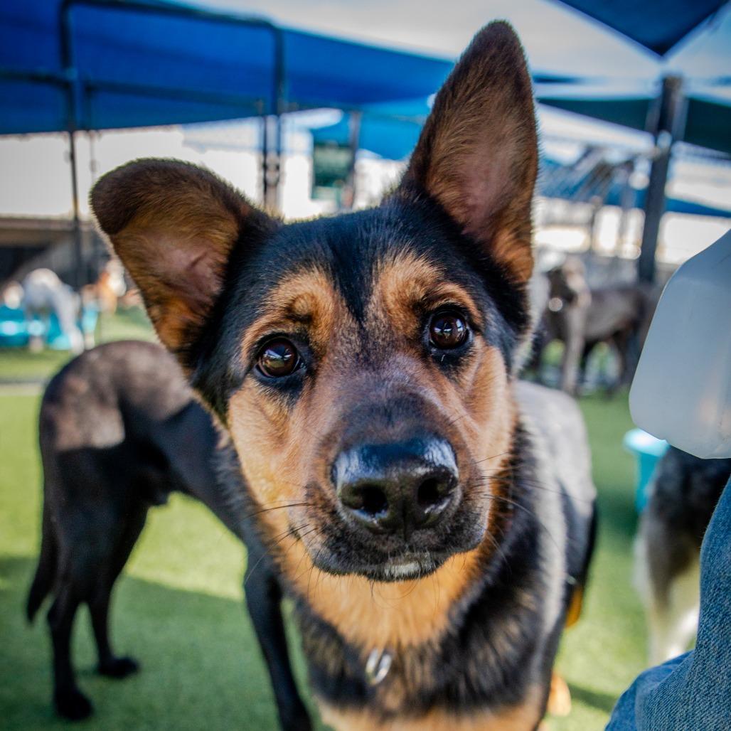 Enlarge JEROME-A2118570, a Adoptable German Shepherd Dog in Mission Hills, CA image 1/6