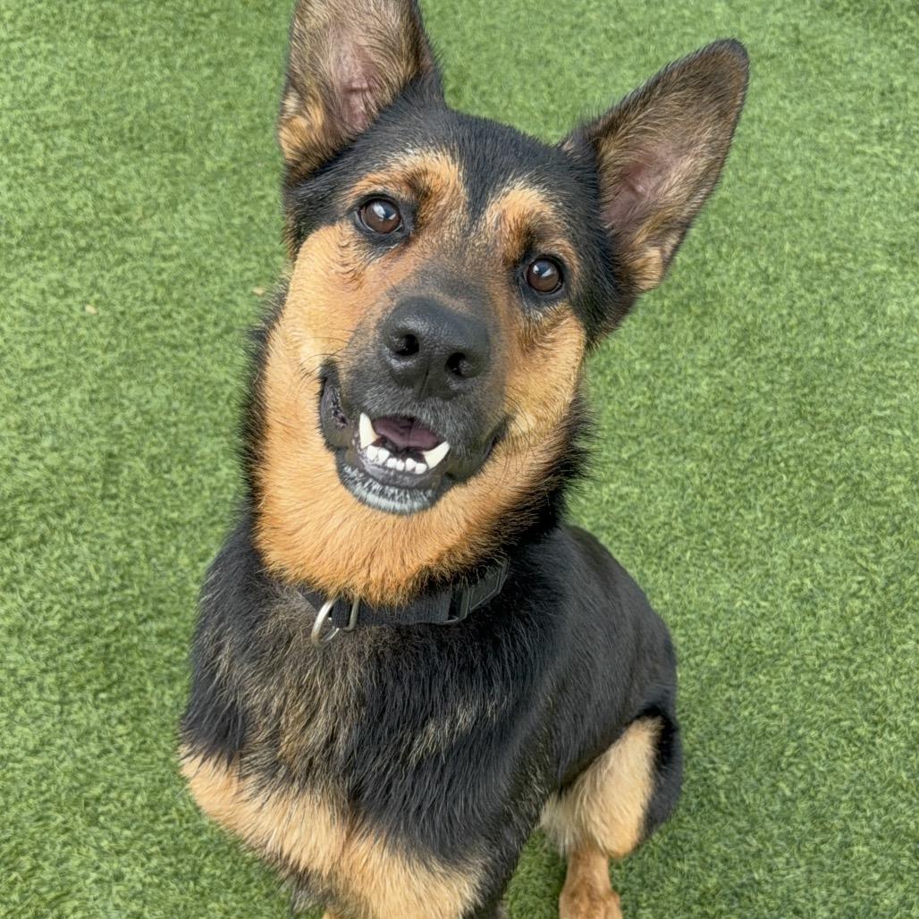 Enlarge JEROME-A2118570, a Adoptable German Shepherd Dog in Mission Hills, CA image 2/6