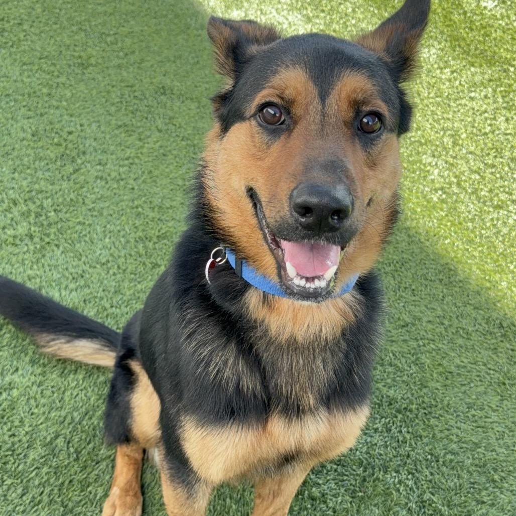 Enlarge JEROME-A2118570, a Adoptable German Shepherd Dog in Mission Hills, CA image 3/6