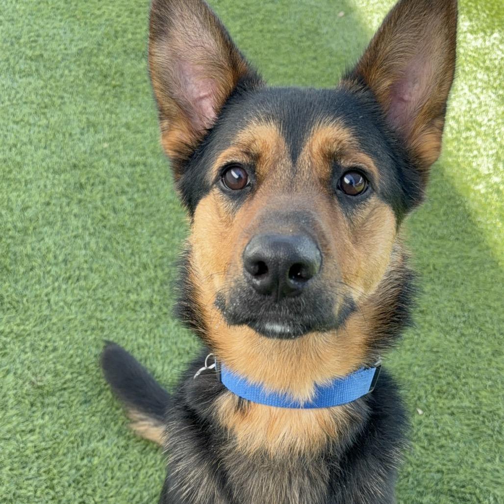 Enlarge JEROME-A2118570, a Adoptable German Shepherd Dog in Mission Hills, CA image 4/6