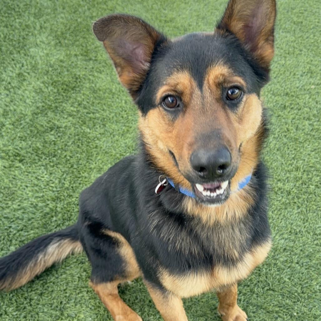 Enlarge JEROME-A2118570, a Adoptable German Shepherd Dog in Mission Hills, CA image 5/6