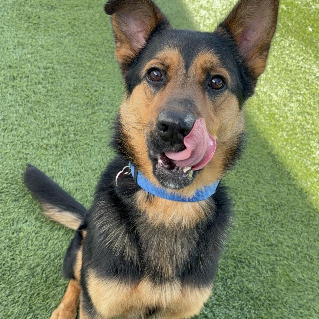 Enlarge JEROME-A2118570, a Adoptable German Shepherd Dog in Mission Hills, CA image 6/6