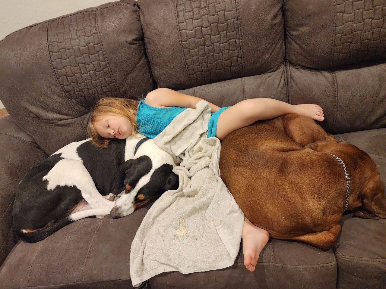 Enlarge Sven now Hunter, a Adopted mixed breed in Cottonwood, AZ image 1/3