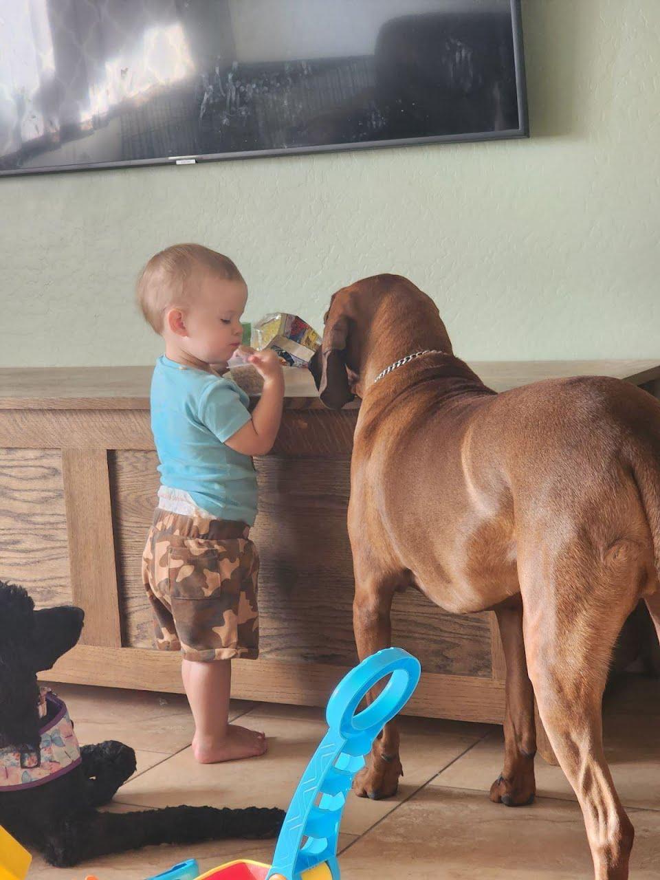 Enlarge Sven now Hunter, a Adopted mixed breed in Cottonwood, AZ image 2/3