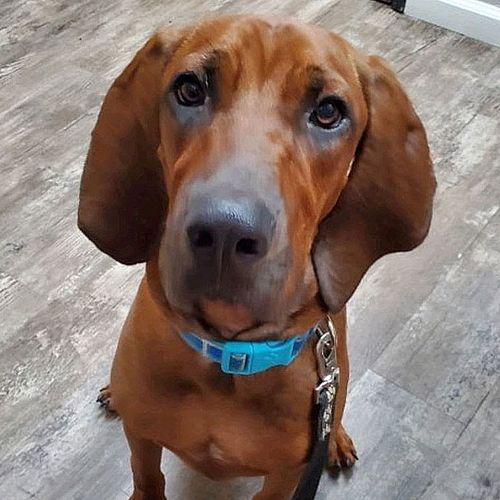 Enlarge Sven now Hunter, a Adopted mixed breed in Cottonwood, AZ image 3/3