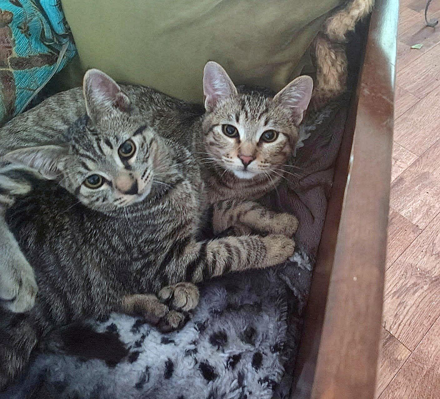 MOXIE and SIMON - Family Kittens, Adoptable, Young Female Tabby.
