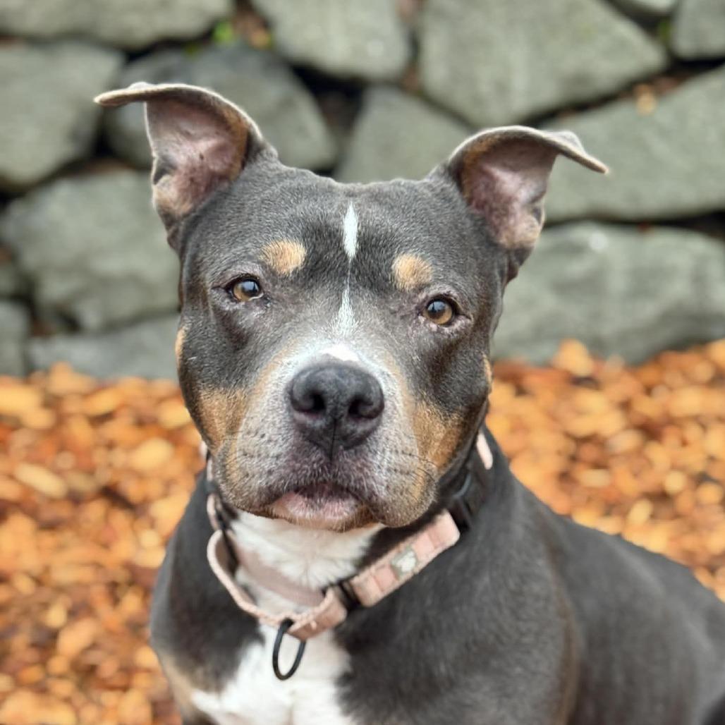 Enlarge Yammy, a Adoptable Mixed Breed in Tacoma, WA image 1/3