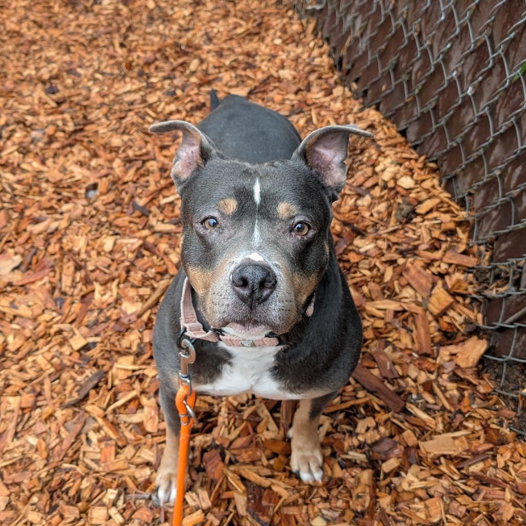 Enlarge Yammy, a Adoptable Mixed Breed in Tacoma, WA image 2/3