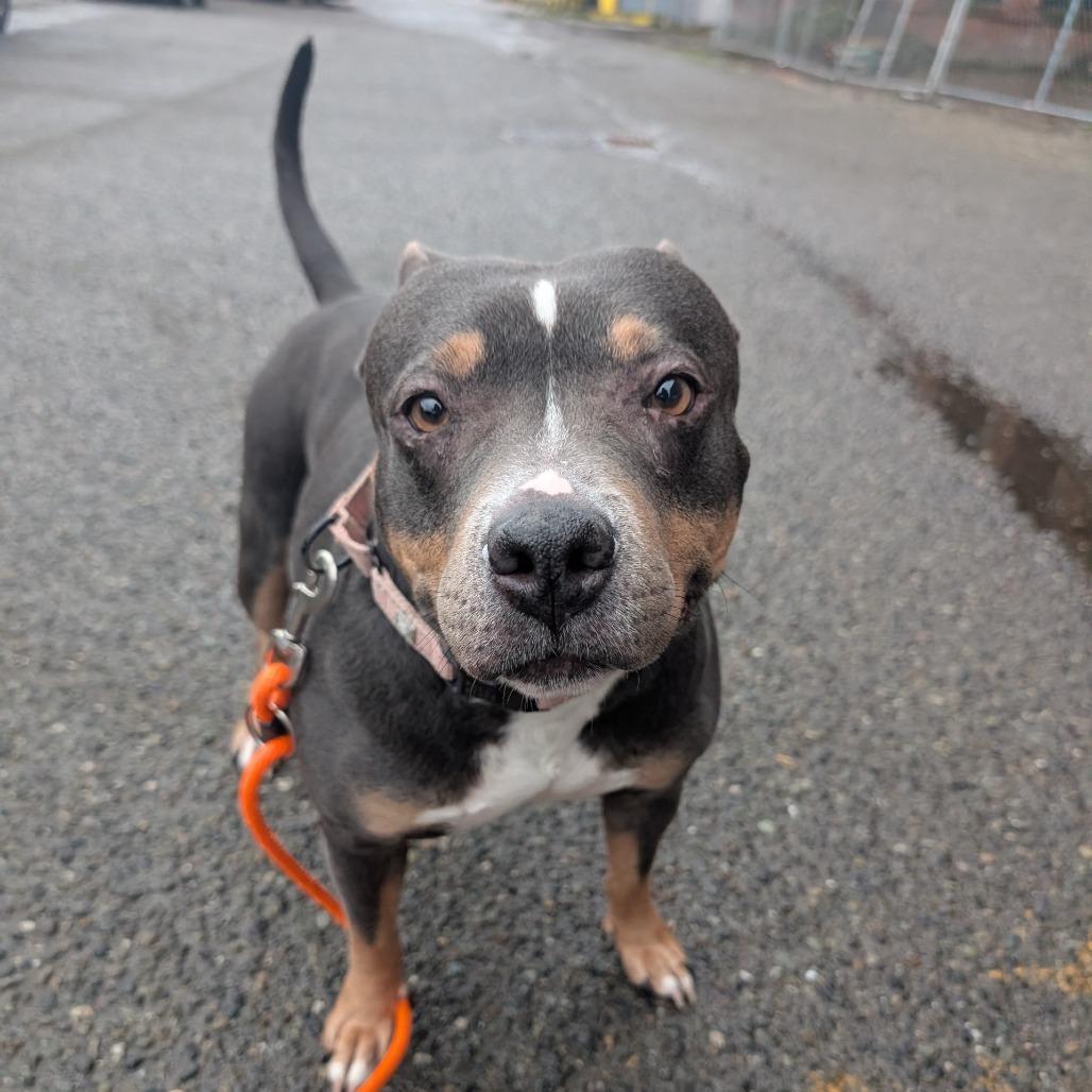 Enlarge Yammy, a Adoptable Mixed Breed in Tacoma, WA image 3/3