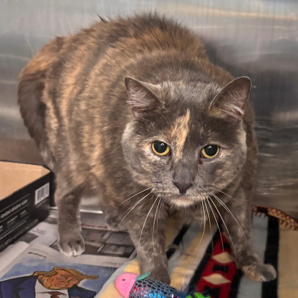 Kerrygold, Adoptable, Adult Female Domestic Short Hair.