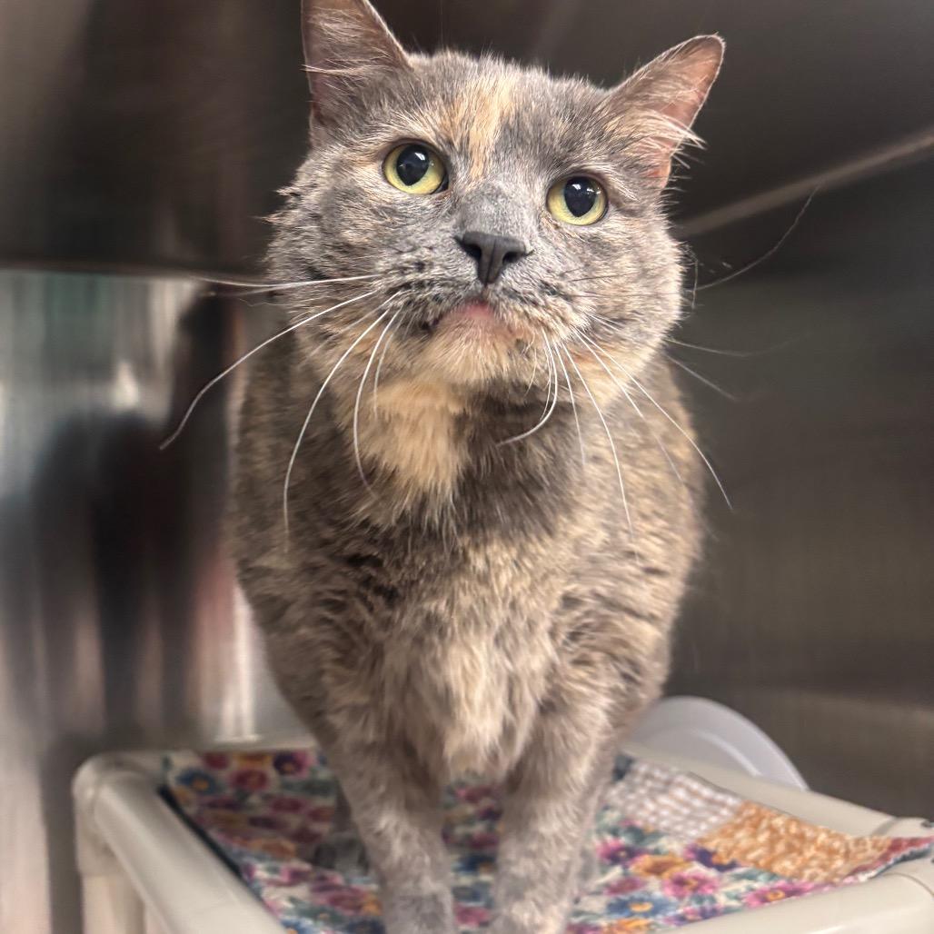 Enlarge Kerrygold, a Adoptable Domestic Short Hair in Belleville, IL image 2/3