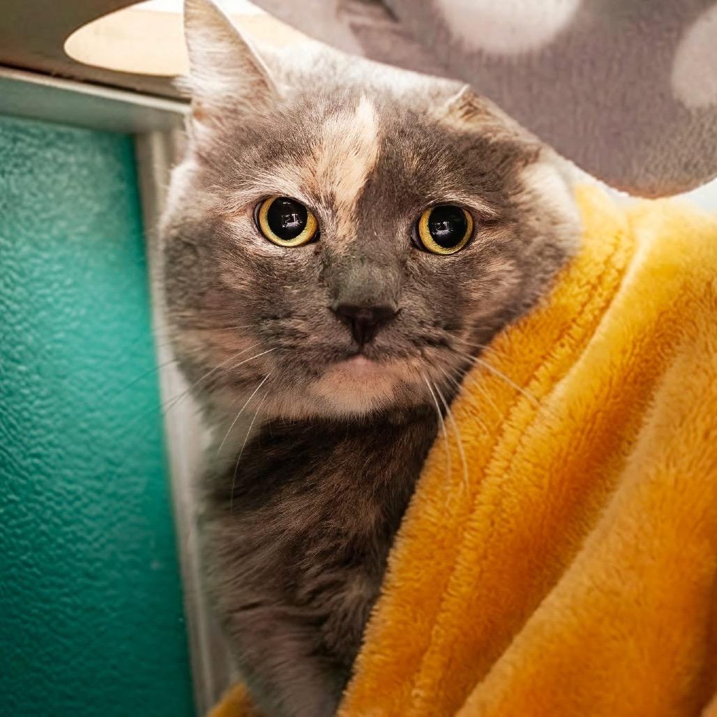 Enlarge Kerrygold, a Adoptable Domestic Short Hair in Belleville, IL image 3/3