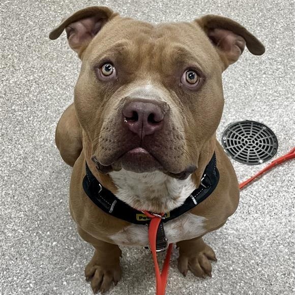 Nutter Butter, a Adoptable American Bully in Prince Frederick, MD image 2/3