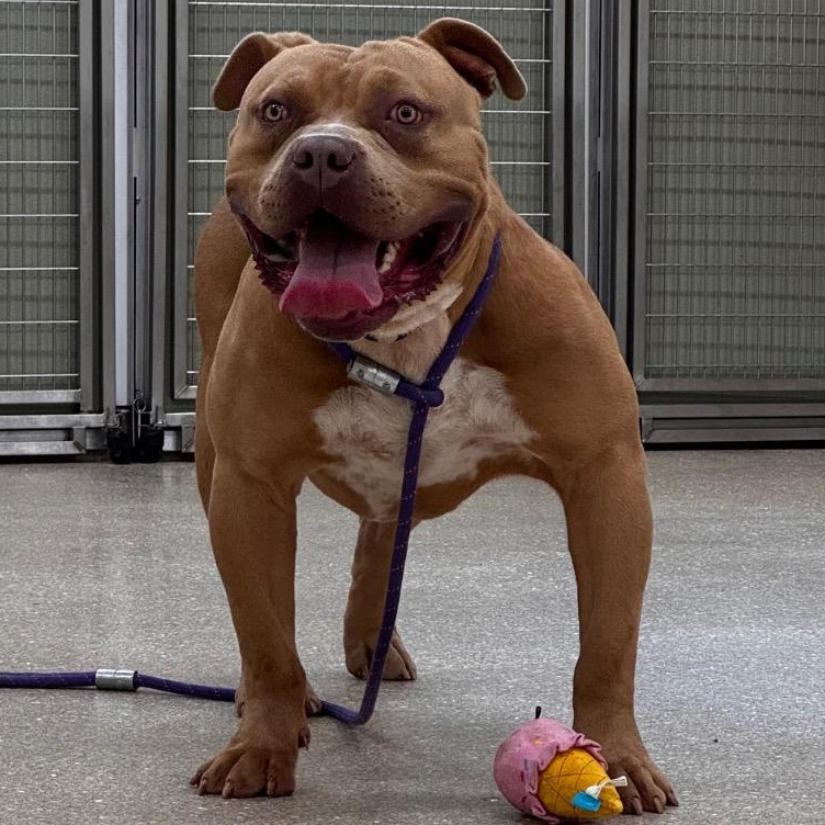 Nutter Butter, a Adoptable American Bully in Prince Frederick, MD image 3/3