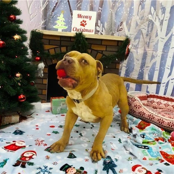 Enlarge Nutter Butter, a Adoptable American Bully in Prince Frederick, MD image 3/5
