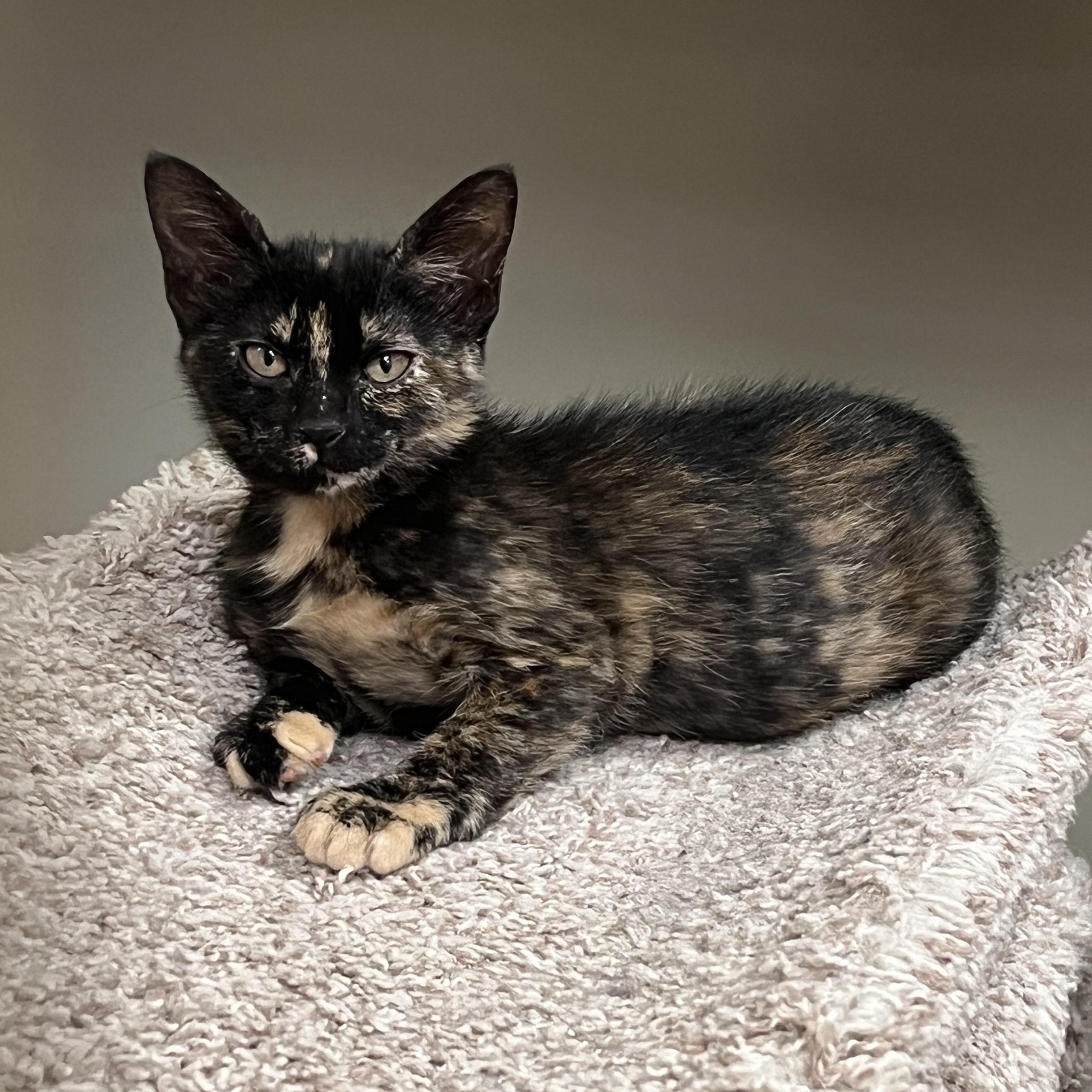 Star, an adoptable Tortoiseshell in Kerrville, TX_image-1
