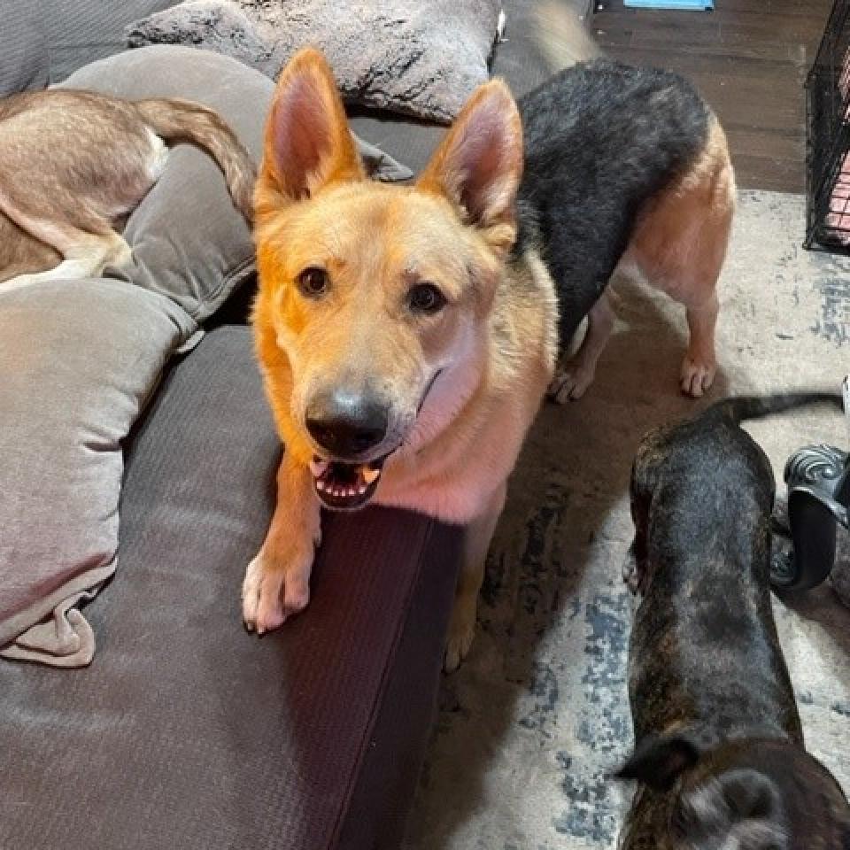 Enlarge Duke, a Adoptable German Shepherd Dog in Long Beach, CA image 1/5