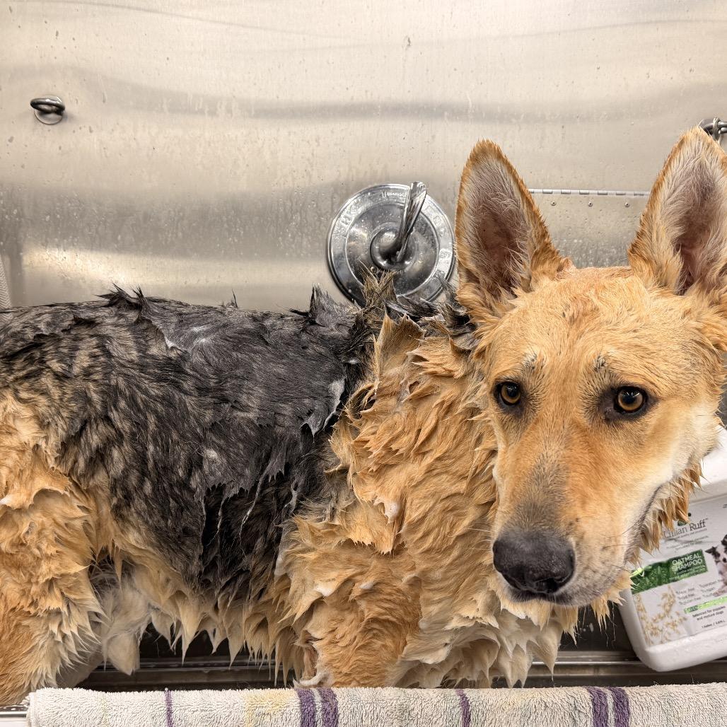 Enlarge Duke, a Adoptable German Shepherd Dog in Long Beach, CA image 2/5
