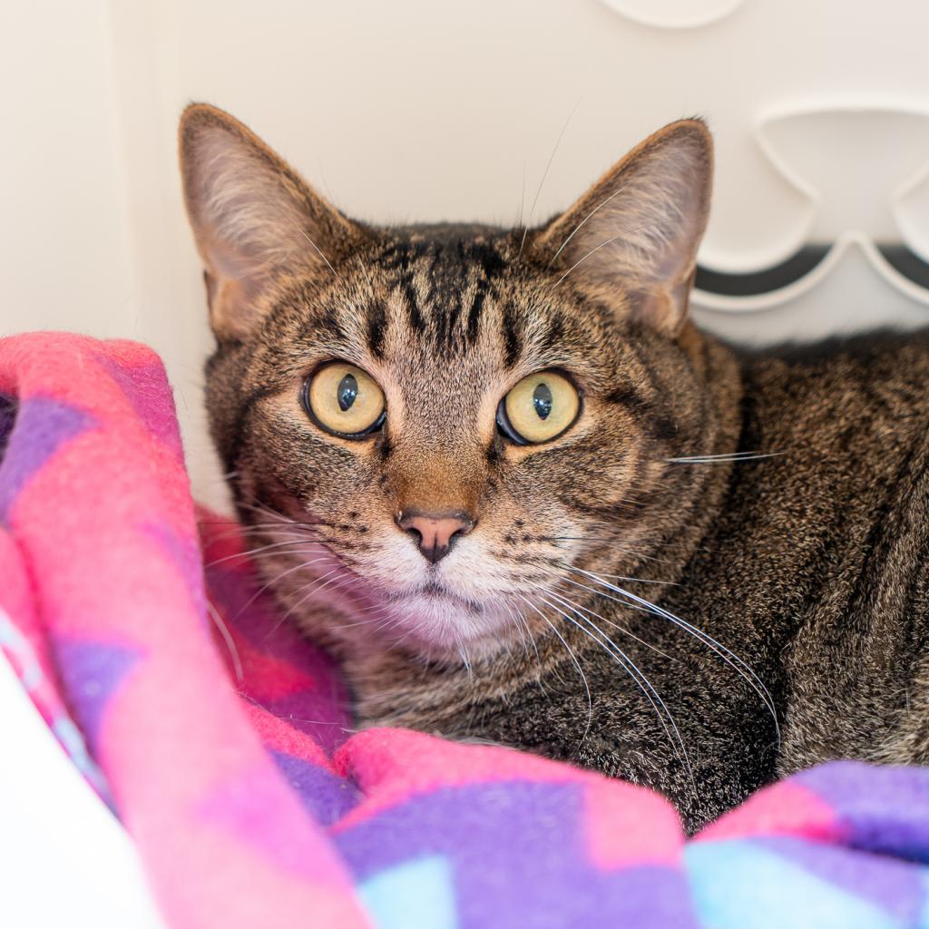 Enlarge Chestnut, a Adoptable Domestic Short Hair in New York, NY image 1/1