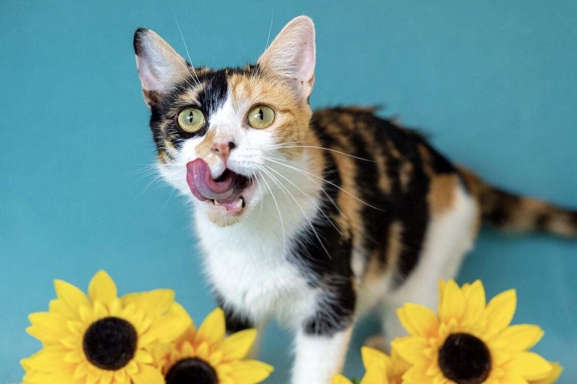 Sparkle, Adoptable, Adult Female Domestic Short Hair.