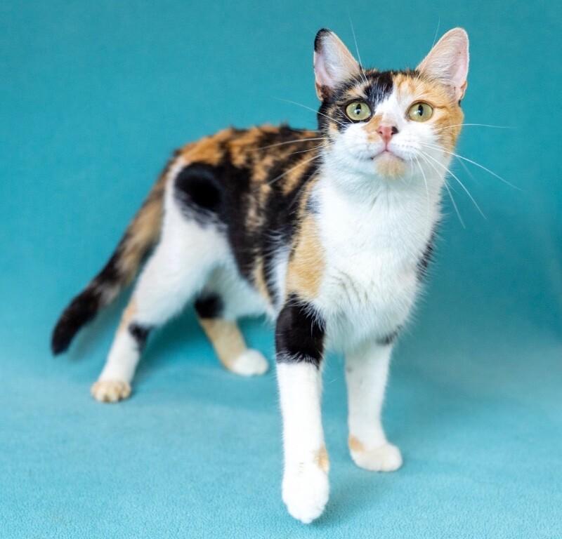 Enlarge Sparkle, a Adoptable Domestic Short Hair in North Babylon, NY image 2/6