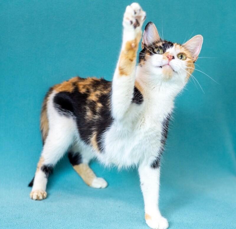 Enlarge Sparkle, a Adoptable Domestic Short Hair in North Babylon, NY image 3/6