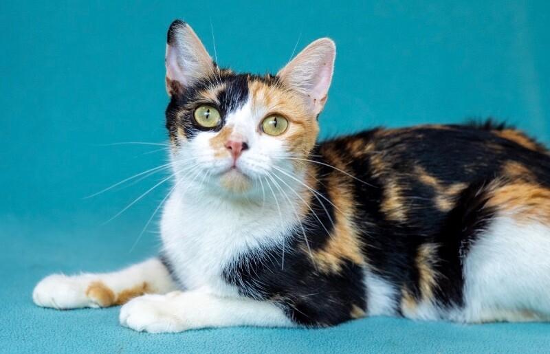 Enlarge Sparkle, a Adoptable Domestic Short Hair in North Babylon, NY image 4/6