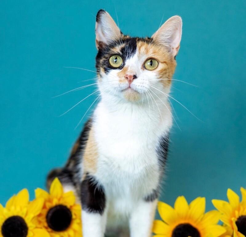 Enlarge Sparkle, a Adoptable Domestic Short Hair in North Babylon, NY image 5/6