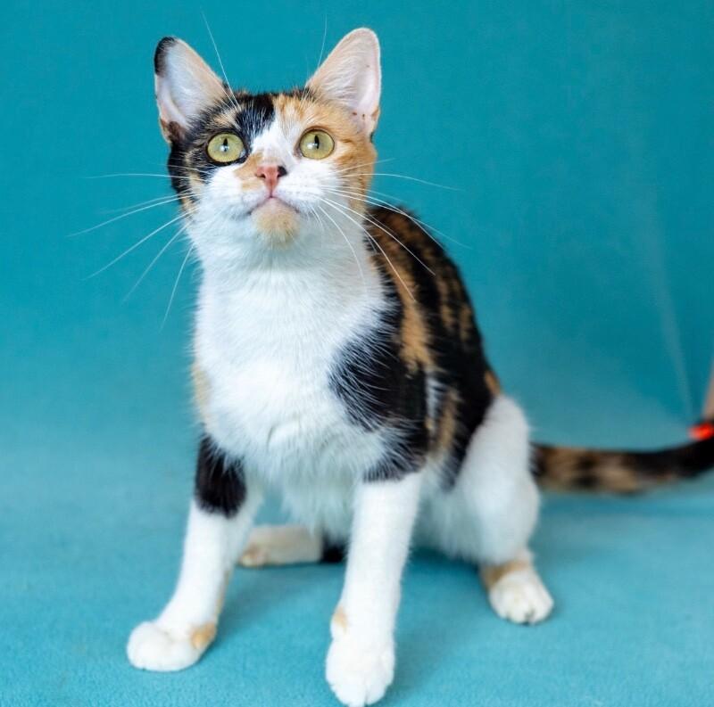Enlarge Sparkle, a Adoptable Domestic Short Hair in North Babylon, NY image 6/6