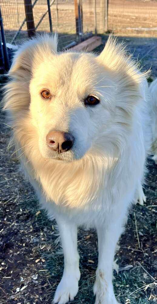 Moe, Adoptable, Adult Male Great Pyrenees.