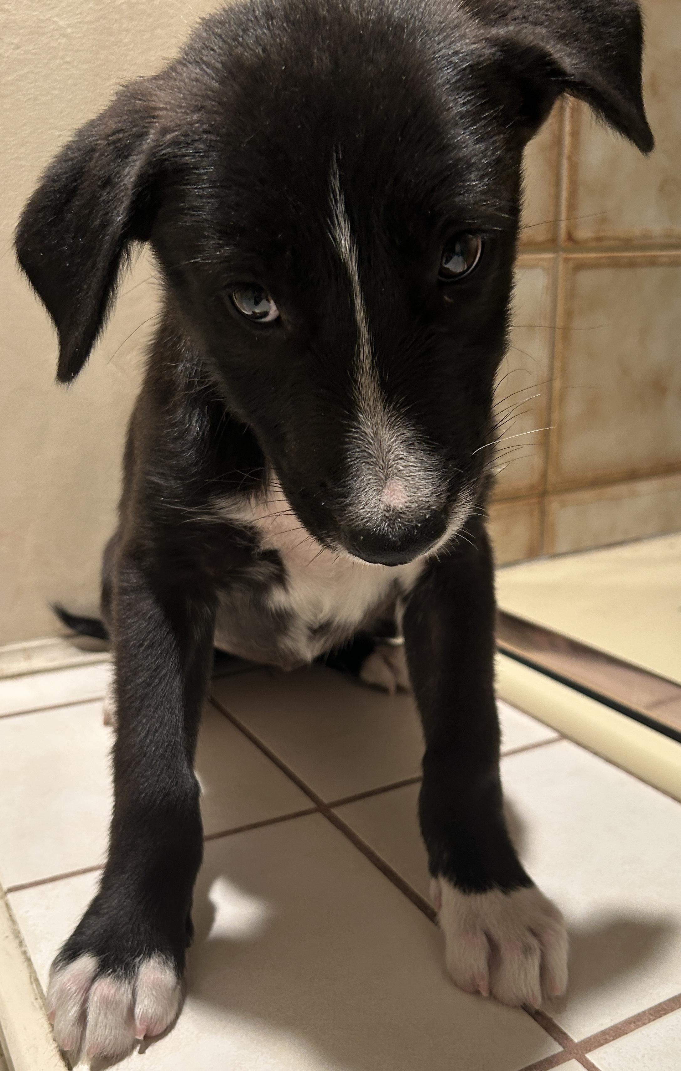 AVA, ADOPTABLE, Puppy Female Black Labrador Retriever.