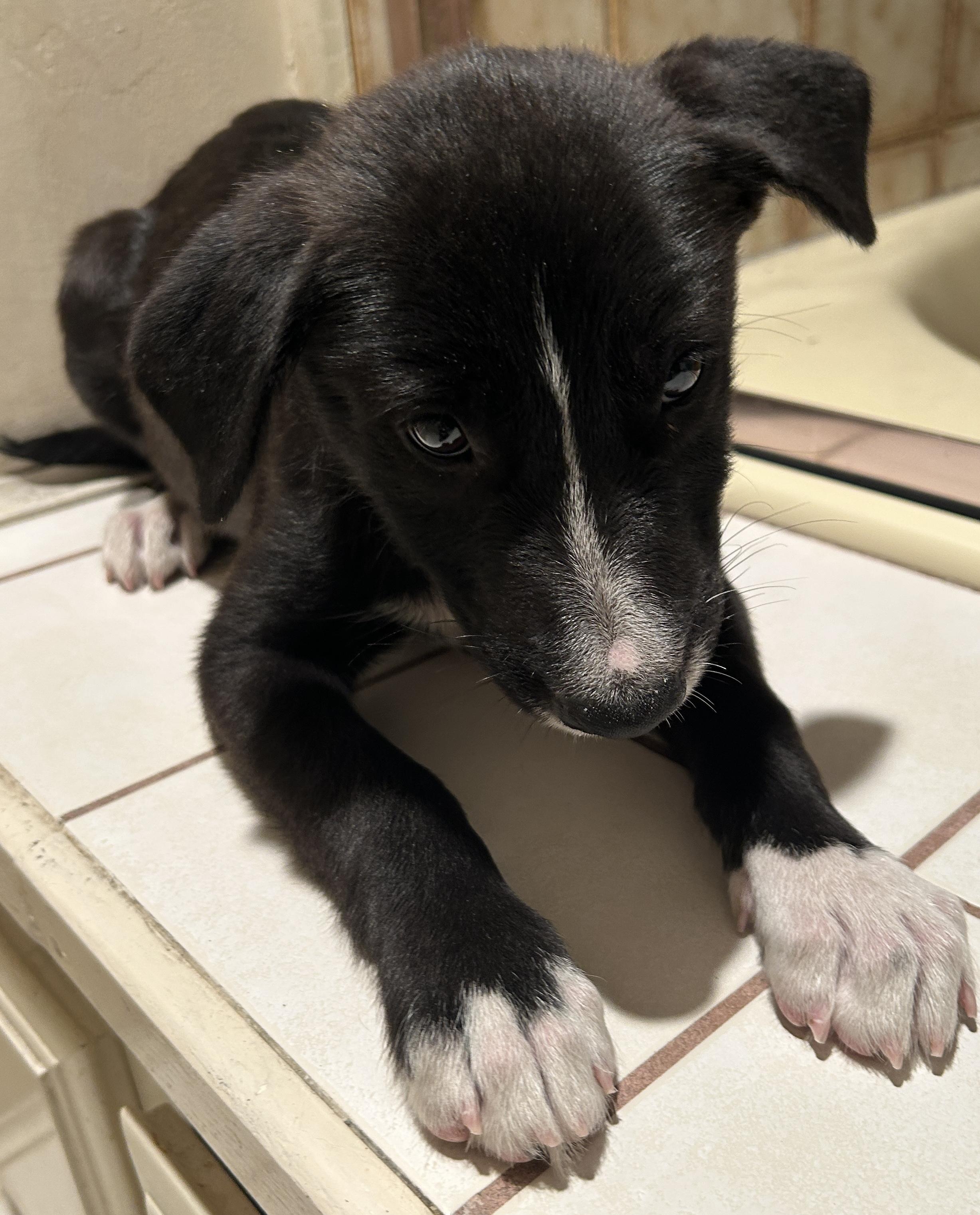 Enlarge AVA, a ADOPTABLE mixed breed in El Cajon, CA image 3/6