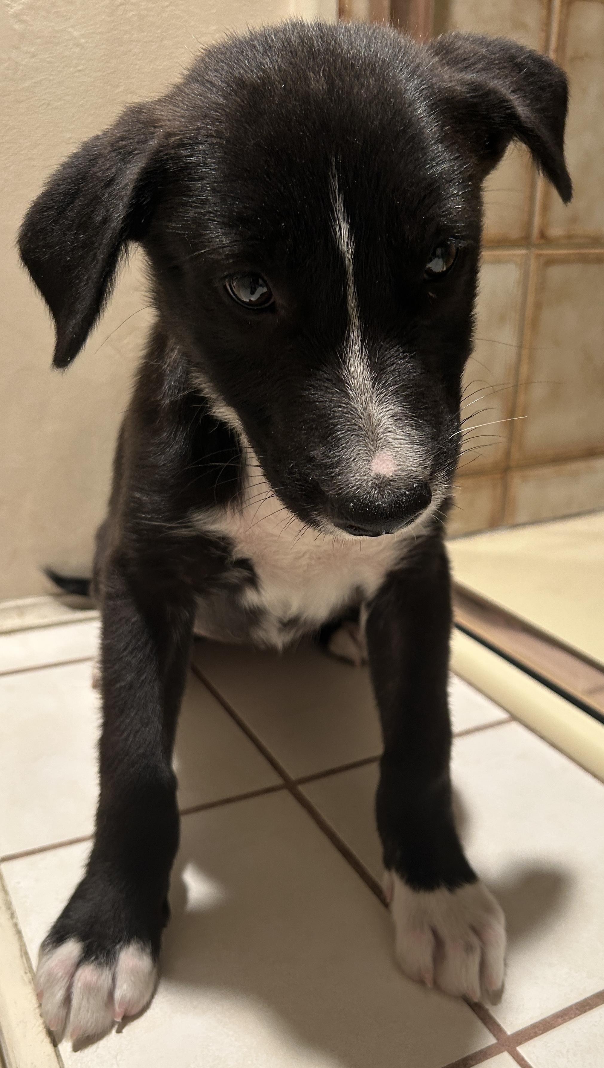 Enlarge AVA, a ADOPTABLE mixed breed in El Cajon, CA image 6/6