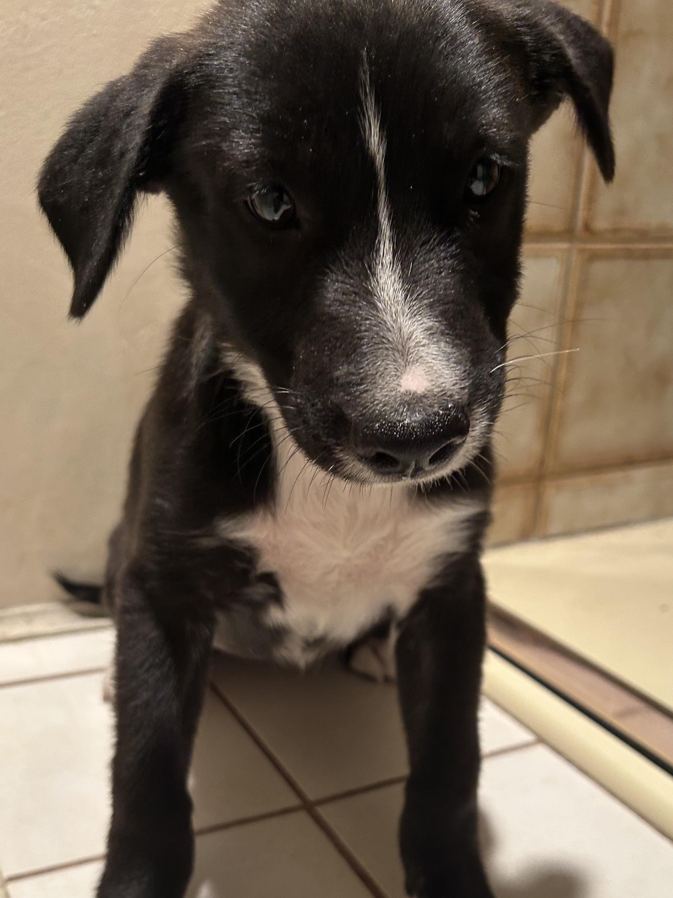 Enlarge AVA, a ADOPTABLE mixed breed in El Cajon, CA image 5/6