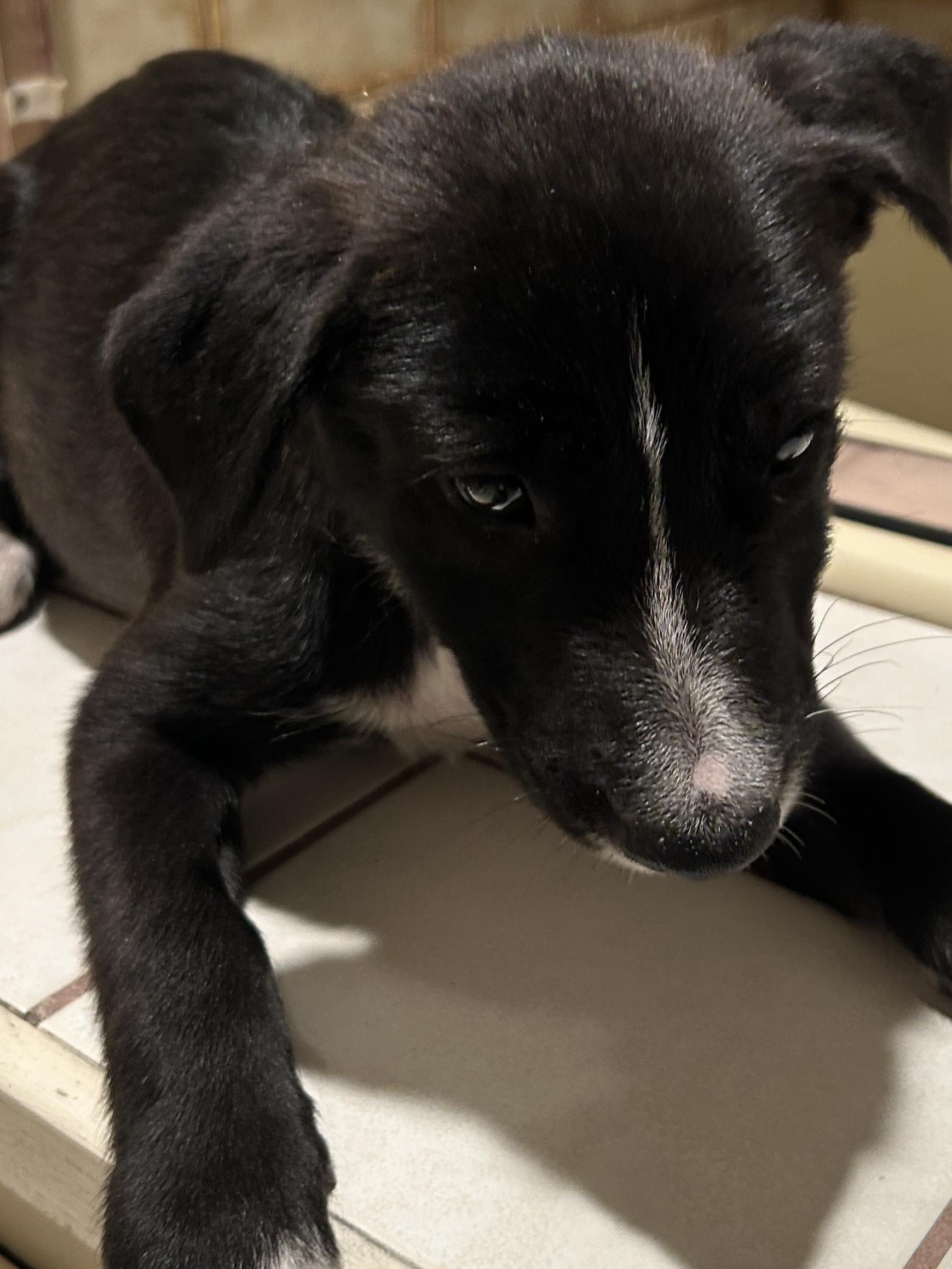 Enlarge AVA, a ADOPTABLE mixed breed in El Cajon, CA image 2/6