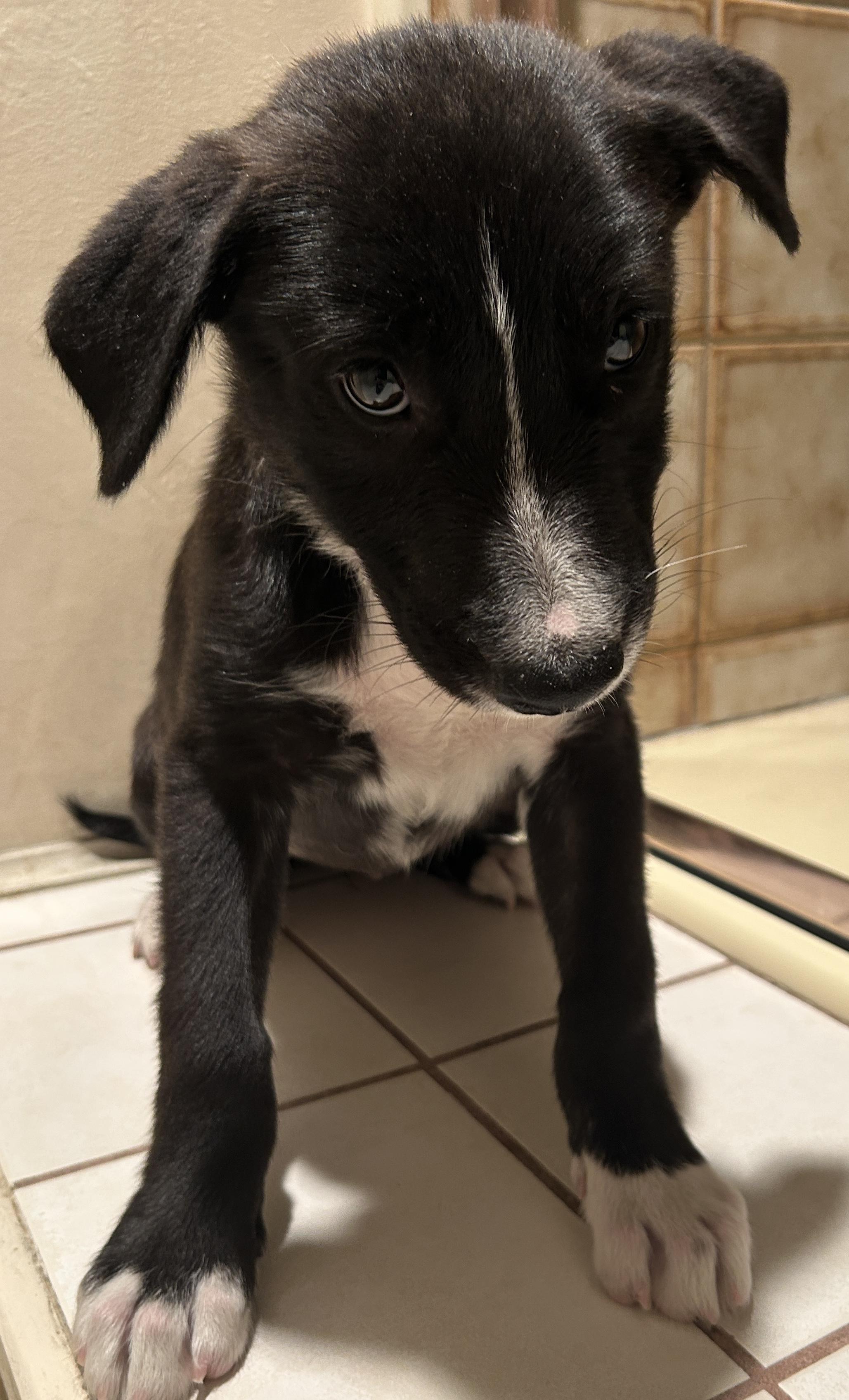 Enlarge AVA, a ADOPTABLE mixed breed in El Cajon, CA image 4/6