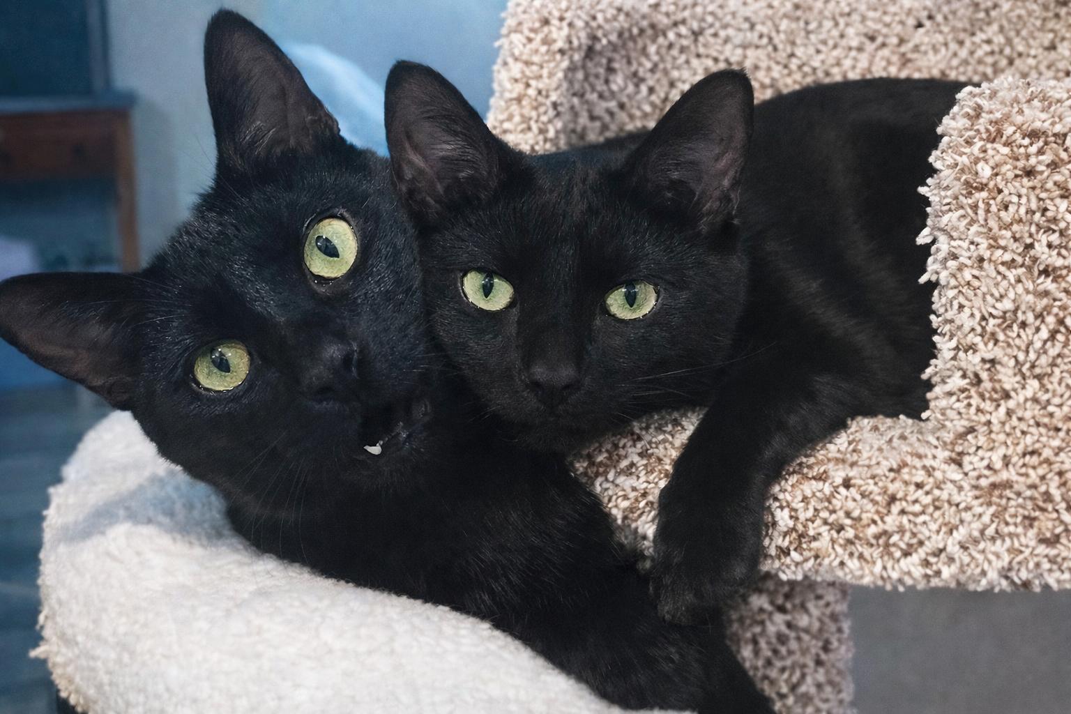 Enlarge Chickpea and Rueben , a ADOPTABLE Domestic Short Hair in Farmington, MN image 1/6