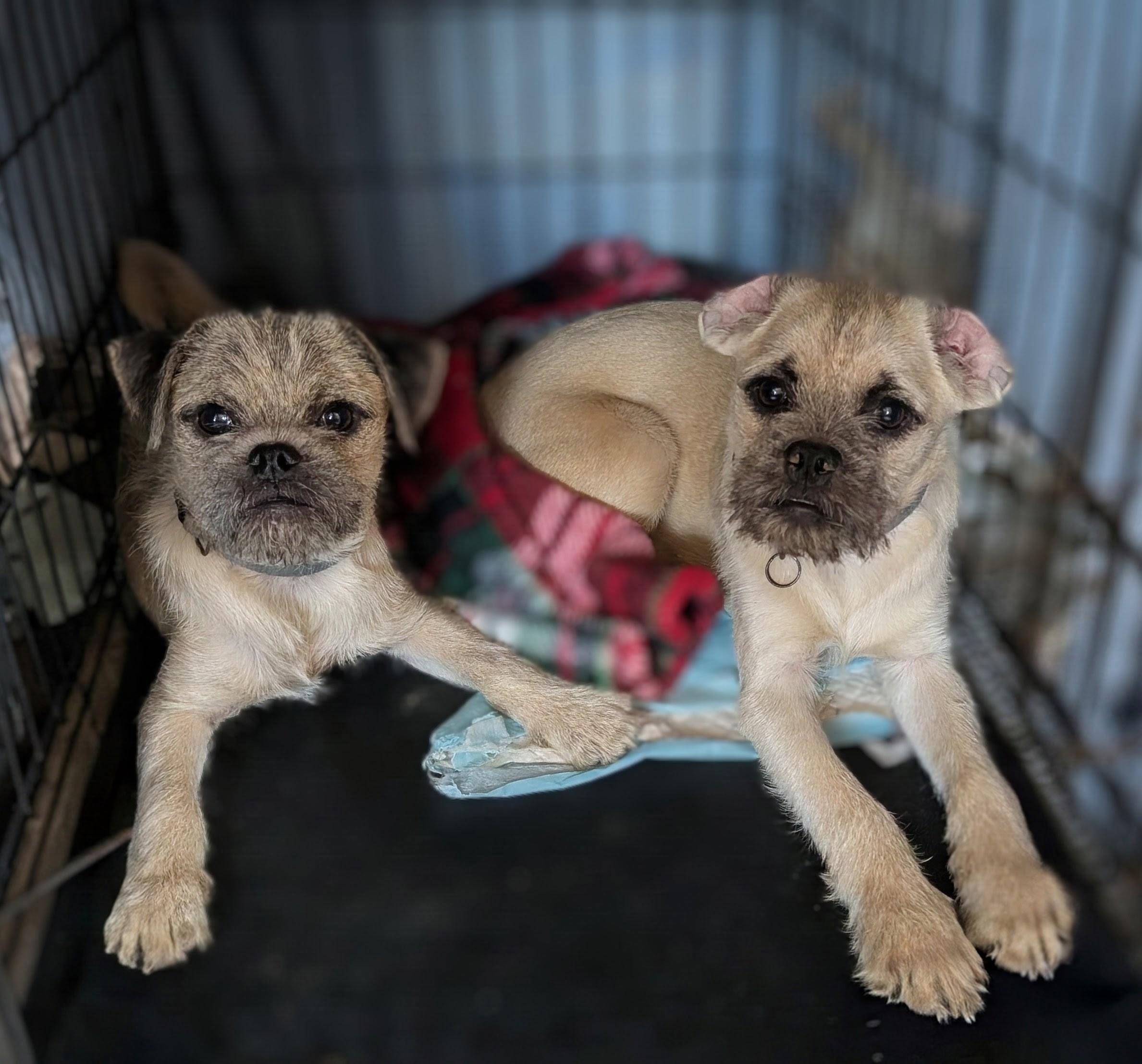 Enlarge Smoky, a Adopted mixed breed in Mayer, AZ image 3/3