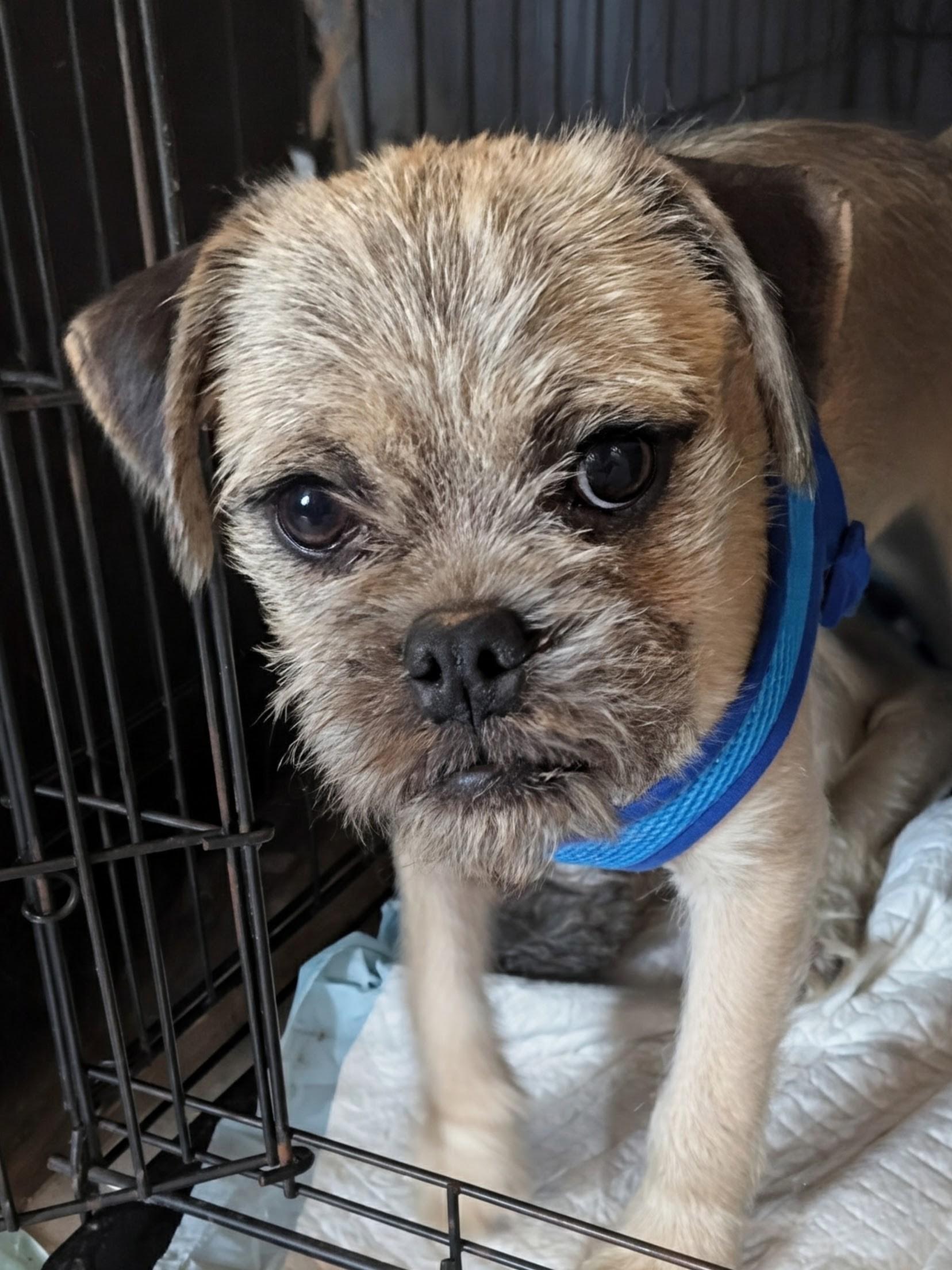 Enlarge Smoky, a Adopted mixed breed in Mayer, AZ image 2/3