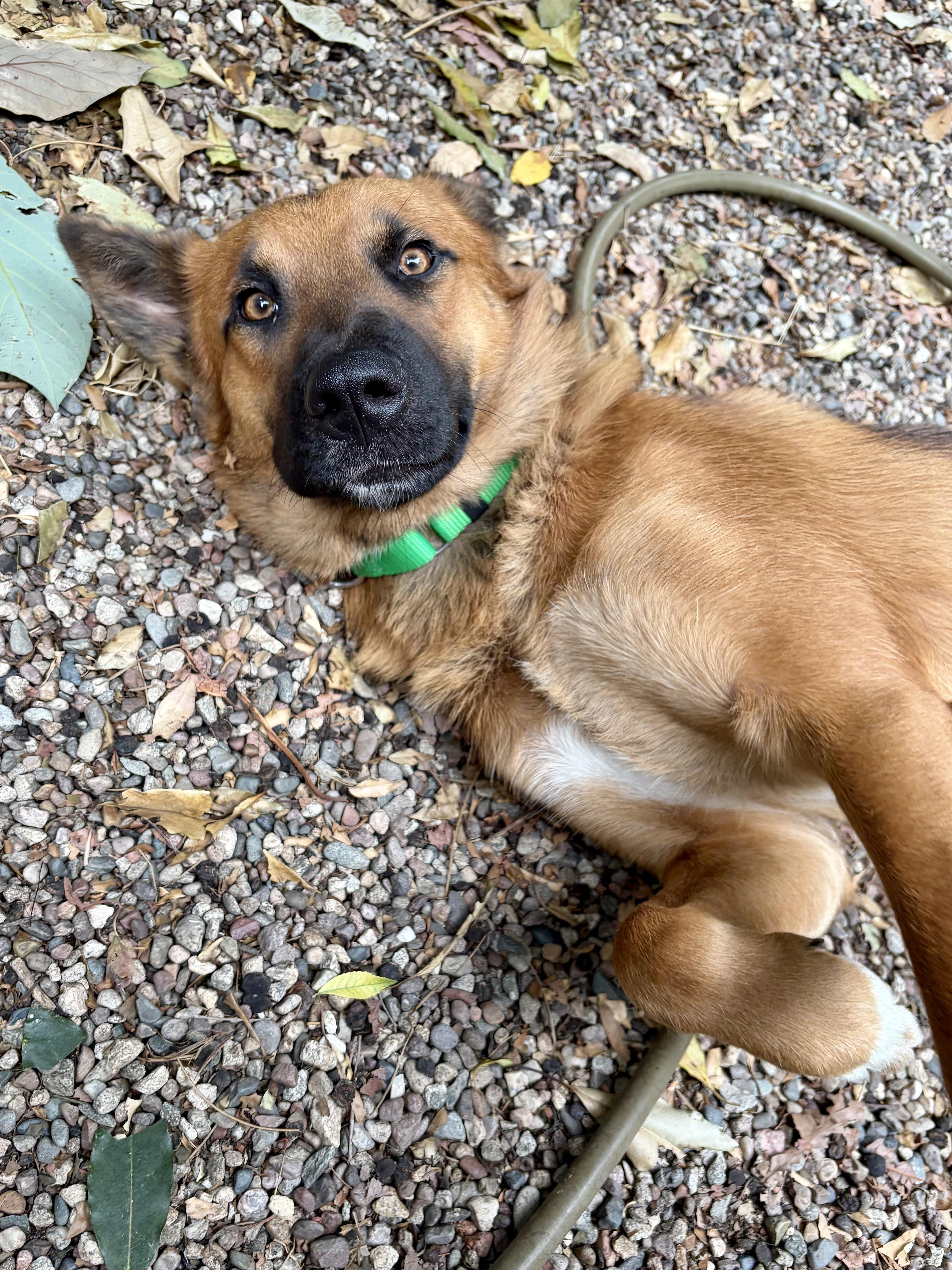 Enlarge Hashbrowns, a ADOPTABLE mixed breed in Los Angeles, CA image 2/6