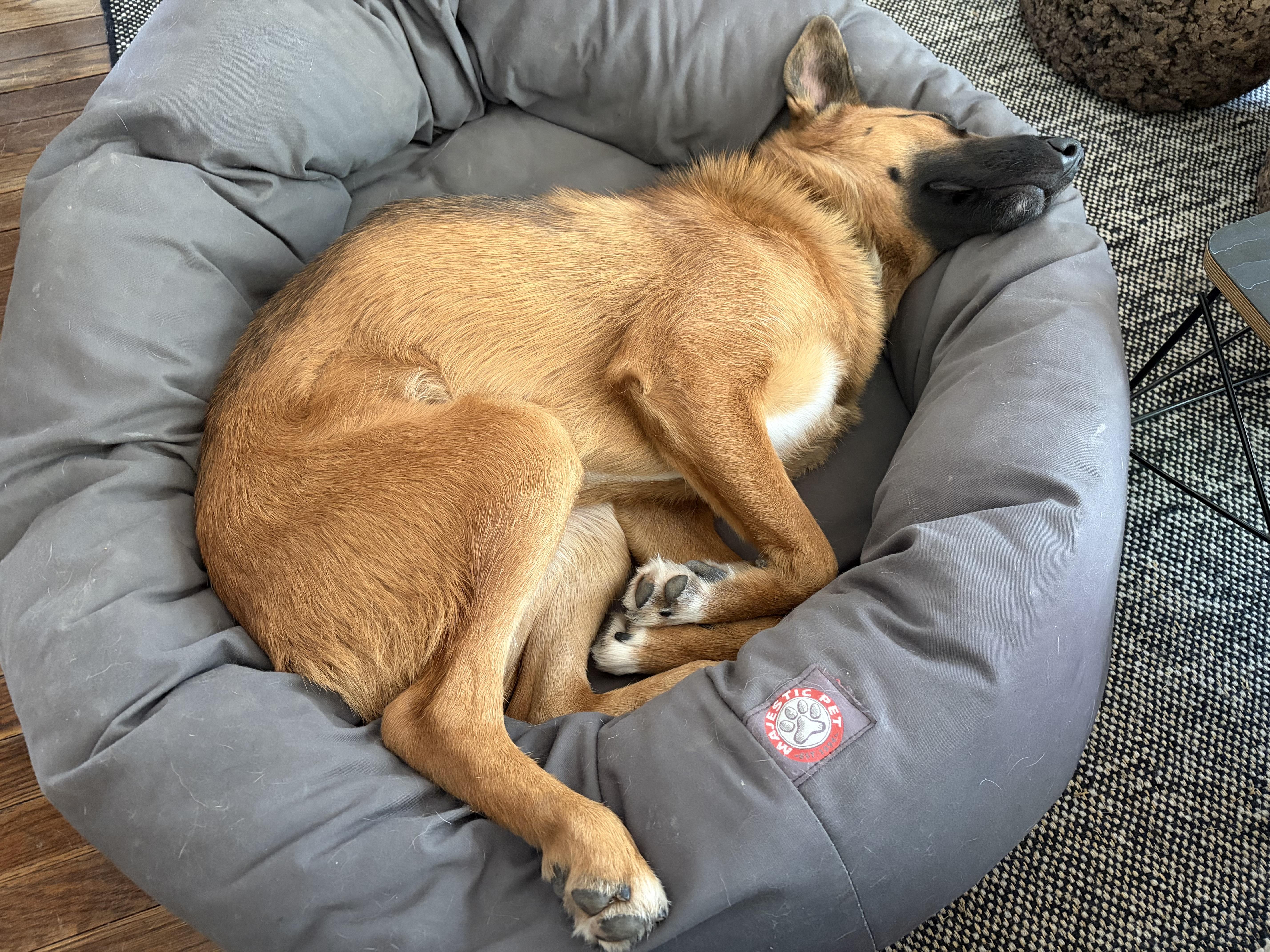 Enlarge Hashbrowns, a ADOPTABLE mixed breed in Los Angeles, CA image 6/6