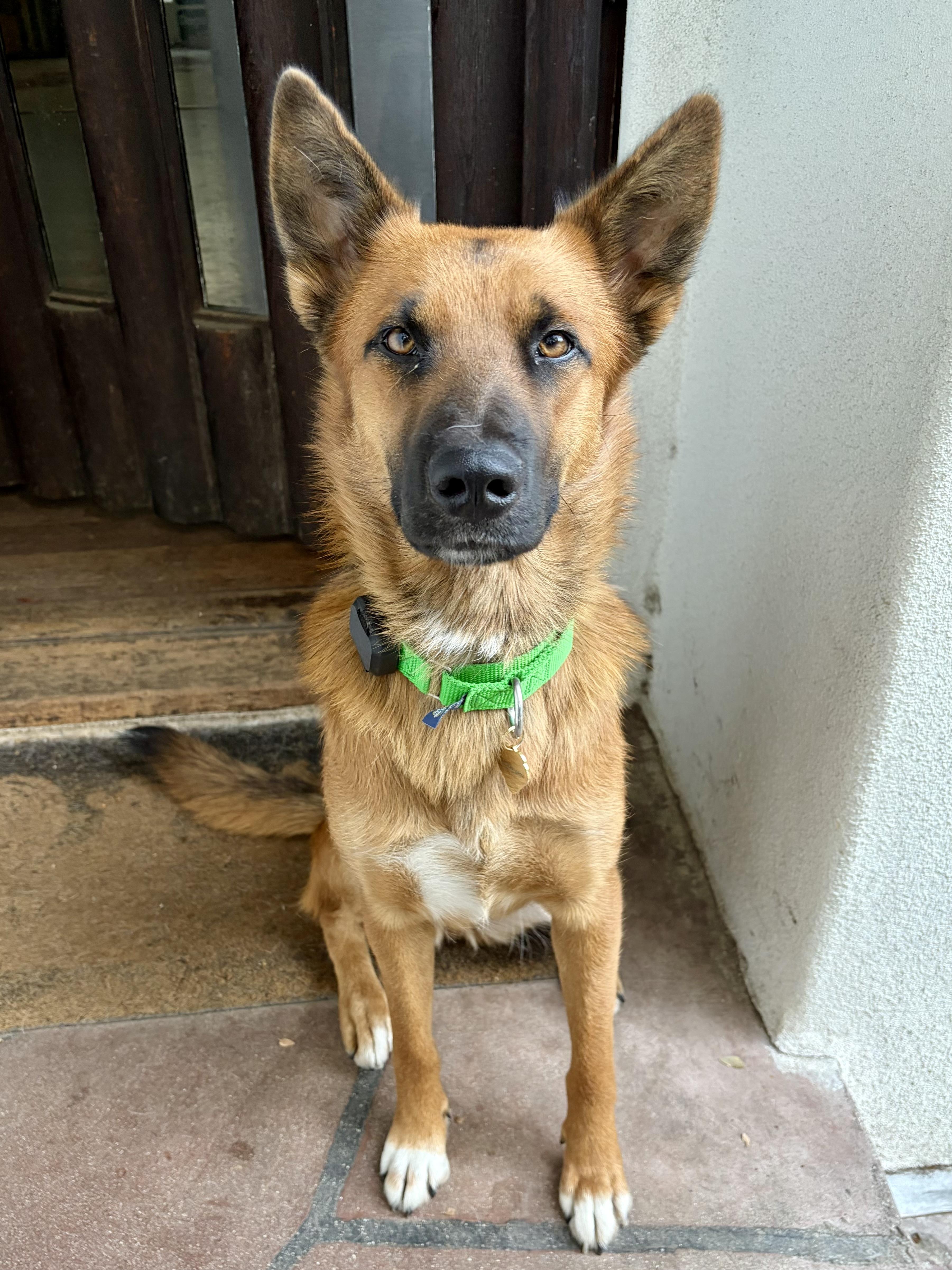 Hashbrowns, ADOPTABLE, Young Female German Shepherd Dog.