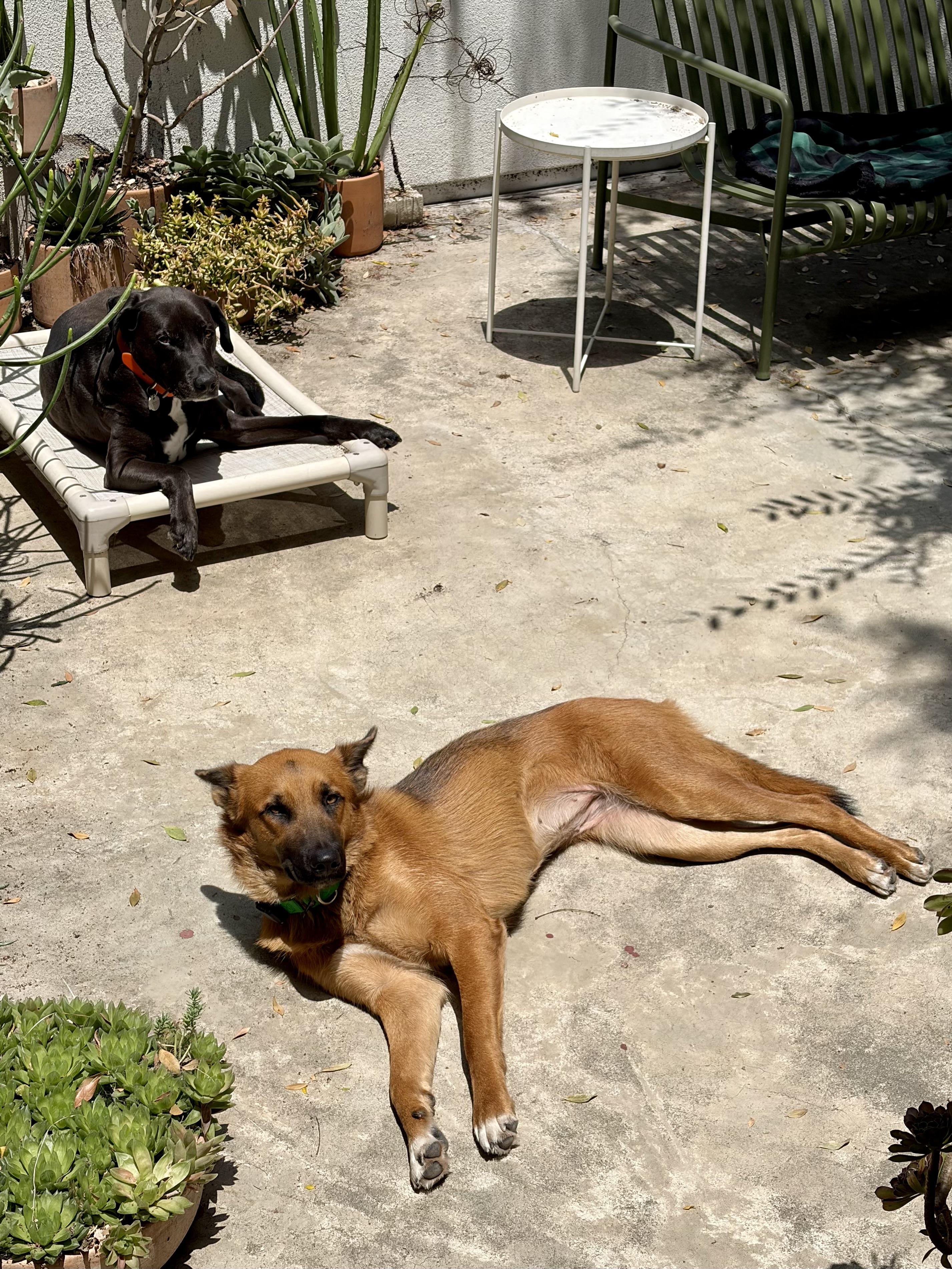 Enlarge Hashbrowns, a ADOPTABLE mixed breed in Los Angeles, CA image 3/6
