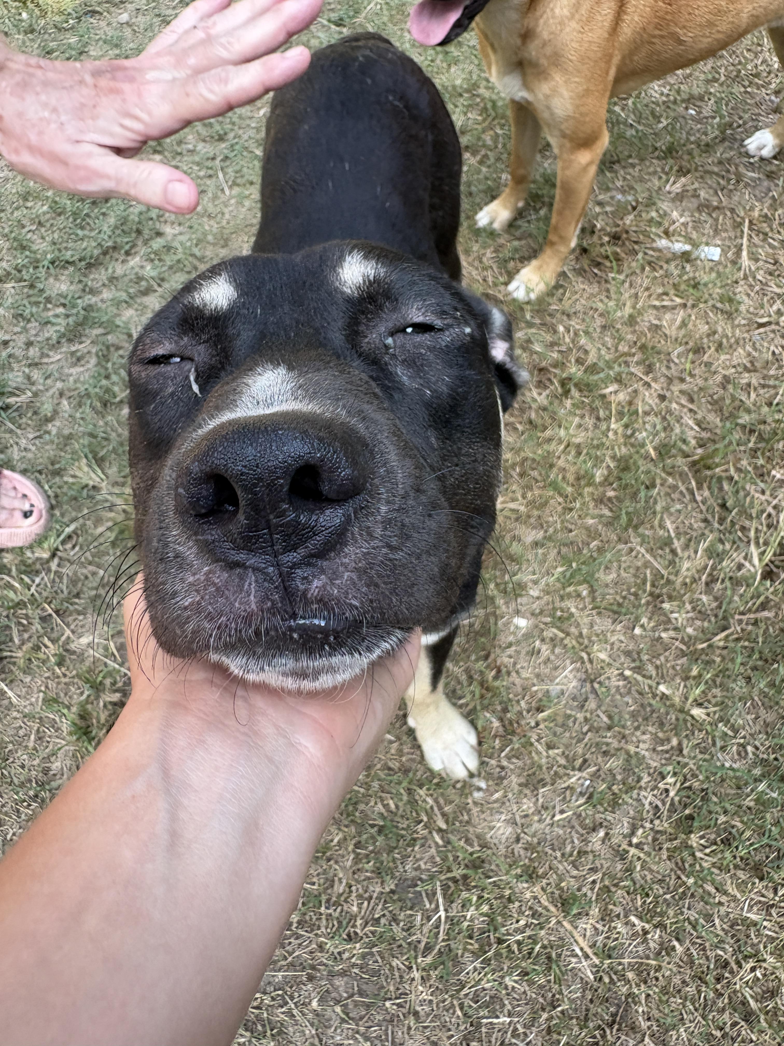 Ozzy, Adoptable, Young Male German Shepherd Dog.