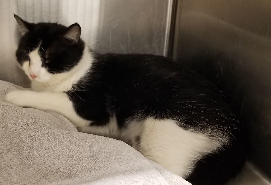 Sylvester thumbnail 2