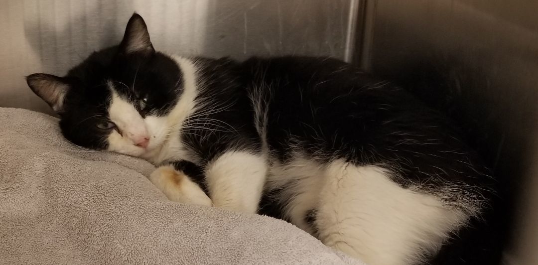 Sylvester thumbnail 3