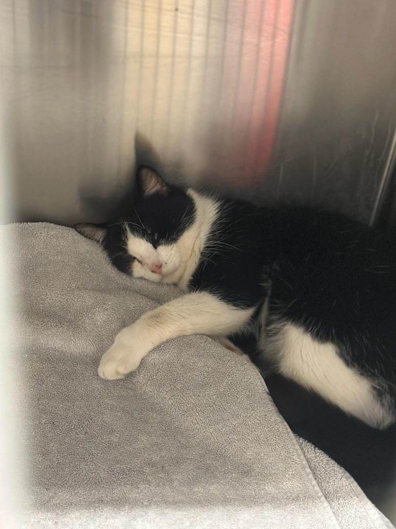 Sylvester thumbnail 4