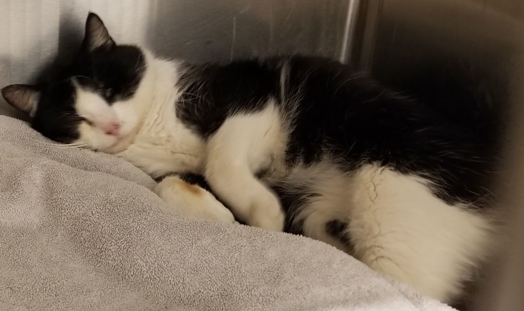 Sylvester thumbnail 5