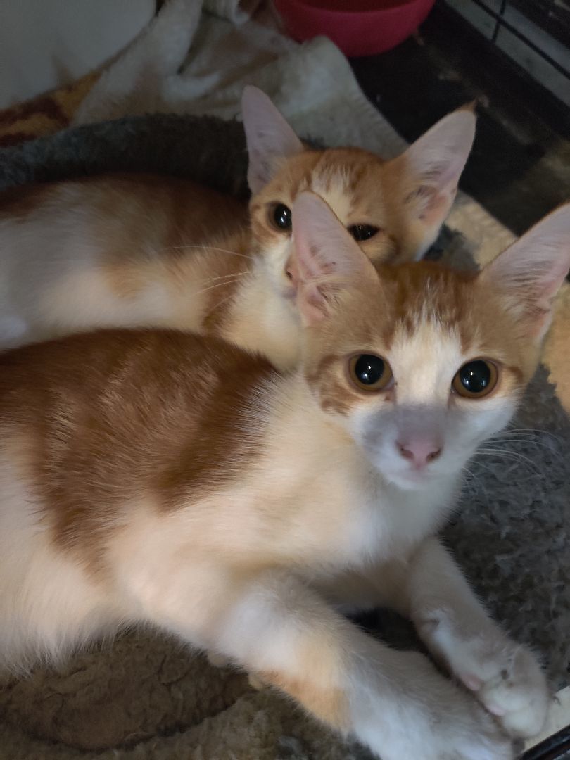 Marmy and Yammy, Adopted, Kitten Female Domestic Short Hair.